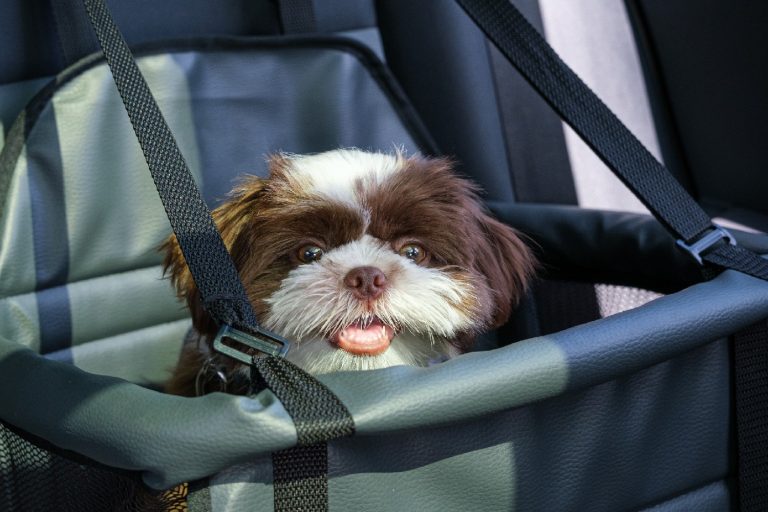 https://www.oldcarsweekly.com/review/wp-content/uploads/2022/08/dog-booster-car-seat-old-cars-768x512.jpg