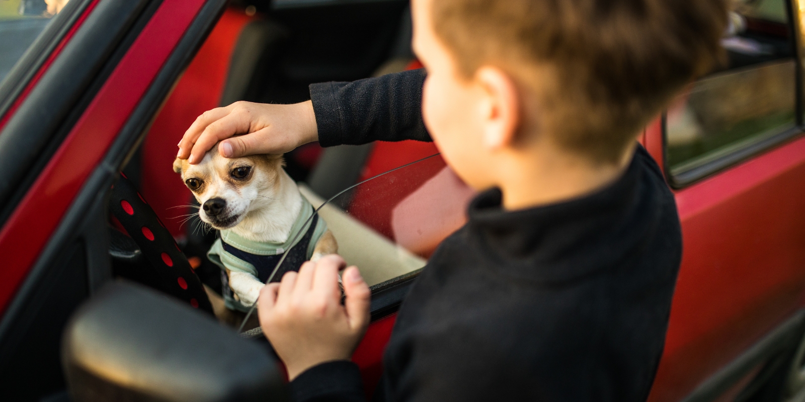 How To Get Dog Hair Out of Car Old Cars Weekly